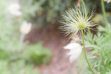 Spring: Quirky flower with spines in garden almost abstract