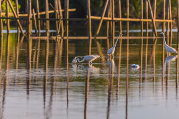 Little egrets migrate birds at a mangrove forest hunting fish and crabs a tranquil bird watching scene