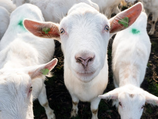 Obraz premium white goats in green meadow near farm in dutch province of utrecht