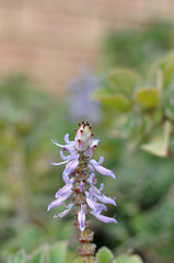 A single purple flower against a green background