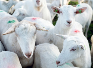Fototapeta na wymiar white goats in green meadow near farm in dutch province of utrecht