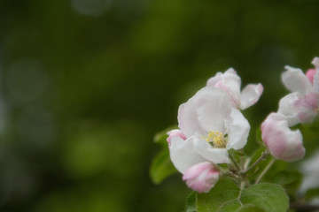 Spring: Apple Blossoms Room for Text Series 4 of 5