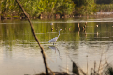 Little egrets migrate birds at a mangrove forest hunting fish and crabs a tranquil bird watching scene