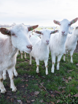 white goats in green meadow near farm in dutch province of utrecht