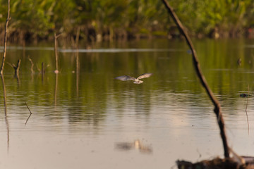 Whiskered Tern birds at a mangrove forest hunting fish and crabs a tranquil bird watching scene
