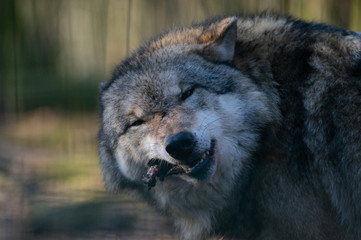 Wolf beim Fressen in der Nahaufnahme