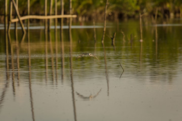 Obraz na płótnie Canvas Whiskered Tern birds at a mangrove forest hunting fish and crabs a tranquil bird watching scene