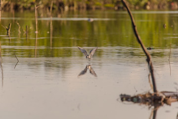 Whiskered Tern birds at a mangrove forest hunting fish and crabs a tranquil bird watching scene