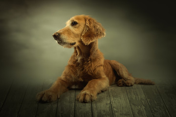Goldener Hund sable im Studio liegend auf Holzboden klarer Hintergrund