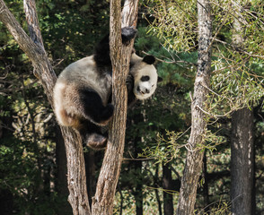 panda