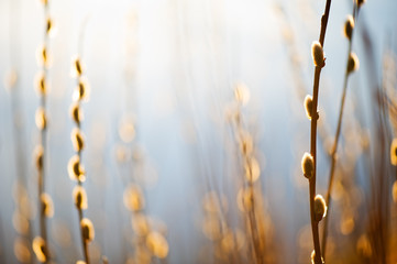 Willow catkins lit by setting sun. © ekim