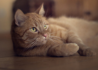 Close up rote getigerte Katze liegt auf Holzboden