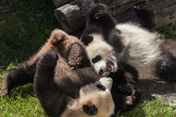 Obraz premium panda