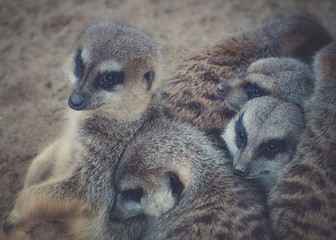 Close up Gruppe Erdmännchen