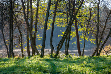 autumn in sunny day in park with distinct tree trunks and tourist trails