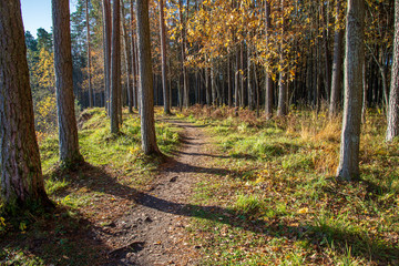 autumn in sunny day in park with distinct tree trunks and tourist trails