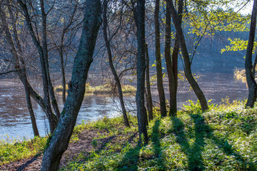 autumn in sunny day in park with distinct tree trunks and tourist trails