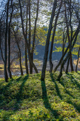 autumn in sunny day in park with distinct tree trunks and tourist trails
