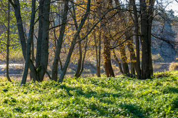 autumn in sunny day in park with distinct tree trunks and tourist trails