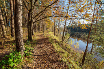 autumn in sunny day in park with distinct tree trunks and tourist trails