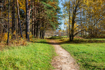 autumn in sunny day in park with distinct tree trunks and tourist trails