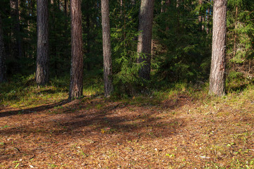 autumn in sunny day in park with distinct tree trunks and tourist trails