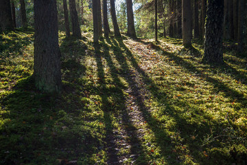 autumn in sunny day in park with distinct tree trunks and tourist trails