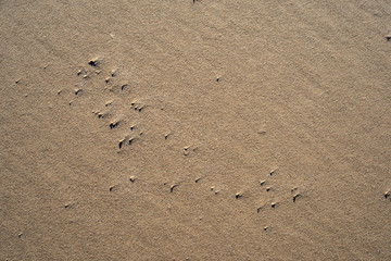 Fototapeta na wymiar sand pattern texture on the beach