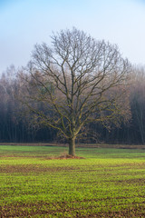 single isolated tree in green meadow field in summer
