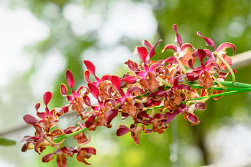 Bouquet of red Rhynchostylis orchid flower in garden, nature background