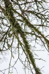 winter day in forest, trees covered in fresh white snow