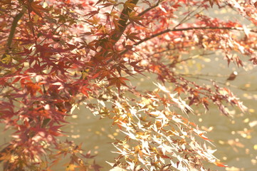 紅葉