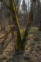 single isolated tree in green meadow field in summer