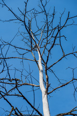 single isolated tree in green meadow field in summer
