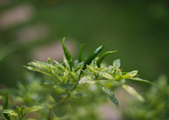 Green chili pepper plant