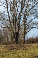 single isolated tree in green meadow field in summer