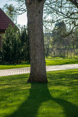 single isolated tree in green meadow field in summer
