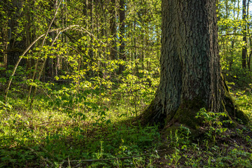 single isolated tree in green meadow field in summer
