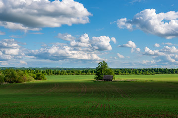 single isolated tree in green meadow field in summer