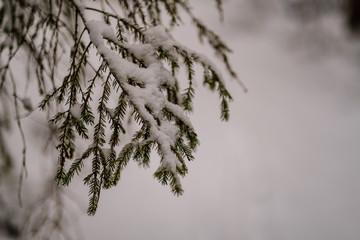 winter day in forest, trees covered in fresh white snow