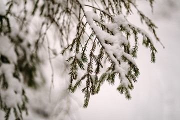 winter day in forest, trees covered in fresh white snow
