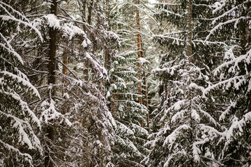 winter day in forest, trees covered in fresh white snow