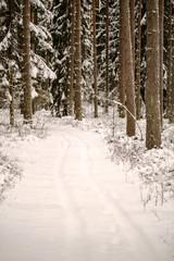 winter day in forest, trees covered in fresh white snow