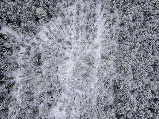 drone image. aerial view of forest area in winter with snowy trees