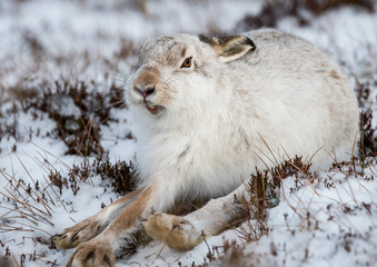 Mountain hare