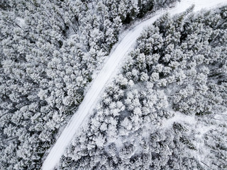 drone image. aerial view of forest area in winter with snowy trees
