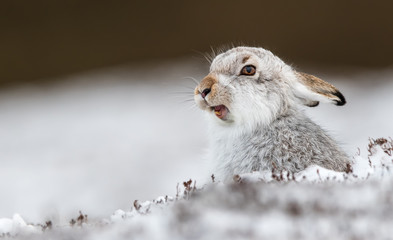 Mountain hare