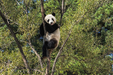 panda