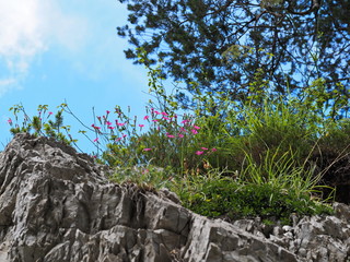 Steinnelken auf Kalkfelsen in Kärnten 