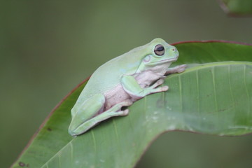 Green Frog On Leaf